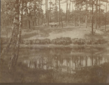 55 - Kattenvijver in het Belvederebos